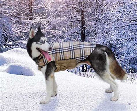 cappottino cane burberry